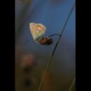 Butterflies and Moths