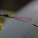 Damselflies