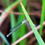 Cattana Wetlands Cairns
