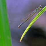 Cattana Wetlands Cairns