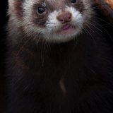 Portrait Polecat