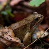 Common Frog
