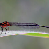Lake Barrine North Queensland