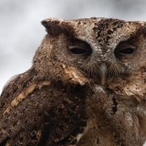 Indian Scops Owl