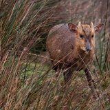 Muntjac Deer