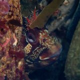 Tompot Blenny