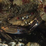 Velvet Swimming Crab