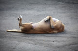 Dog IMG 8186 E