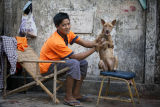 Dog IMG 8785 E