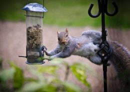 squirrel stealing