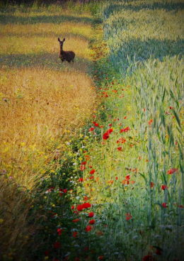 Deer beside poppies