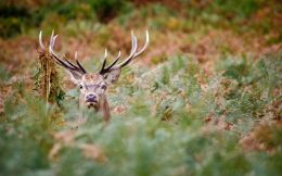 Stag in rutting season