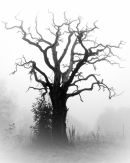 dead tree in the mist