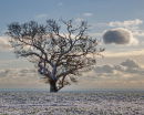 tree and small cloud