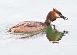 Grebe with fish