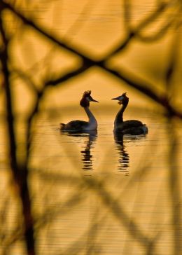 courting wild Grebes
