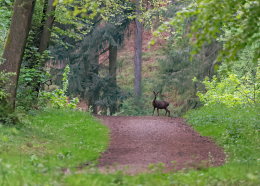 Wild Deer on Path