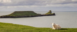 Worm's Head sheep panorama