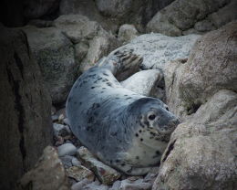 Wild Welsh seal pup