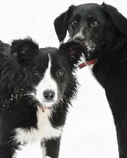 snow dogs