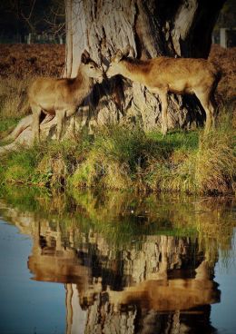 reflected deer