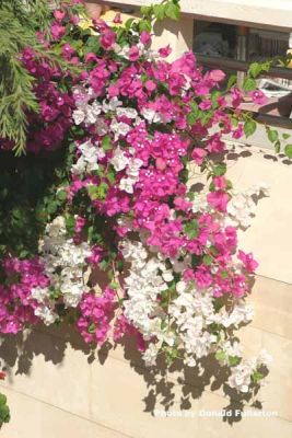 Hanging flowers