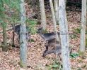 Young deer at Dunkeld, Perthshire