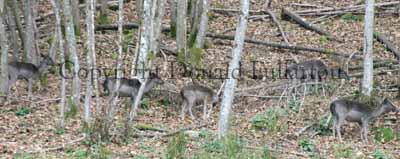 Deer at Dunkeld
