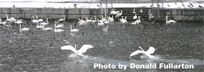 Swans take off