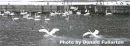 Swans take off
