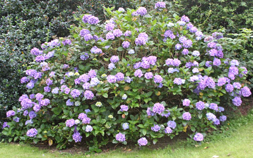 Rhodendron bush