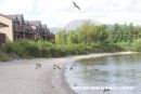 View north from the Lodge on the Loch, with birds