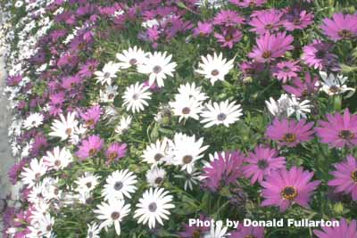 Maltese colour