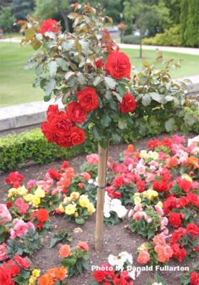 Gleneagles roses