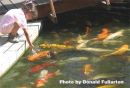 Feeding the fish in Cyprus