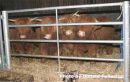 Highland calves await supper