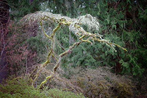 Beauty in the Arboretum FIPR