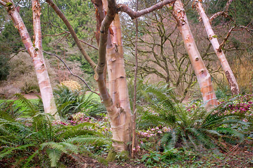 Grove with a View copy MOAB Lasal Exhibition Luster PRO-300 PPPP