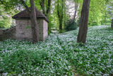 Wild Garlic