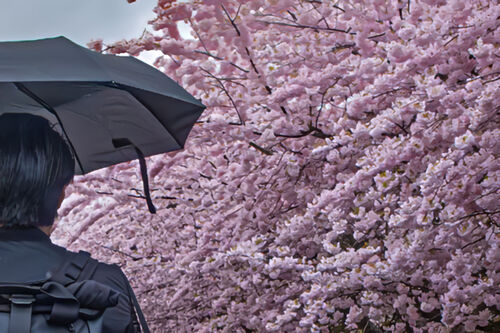 weUmberella Man-topaz