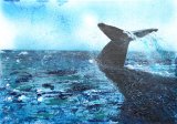 Blue Whale Diving