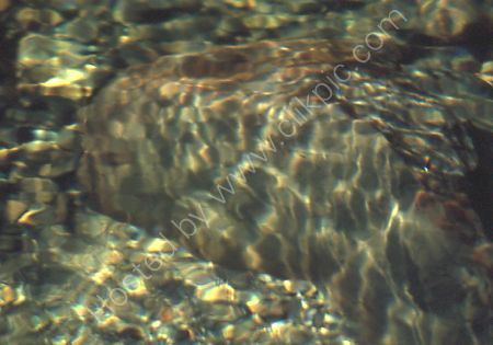 Sunlight and water