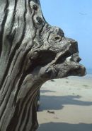 A sea 'Ent'? St. Malo, France