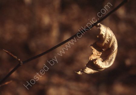 Winter leaf