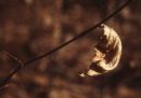 Winter leaf