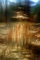 A walk in the woods