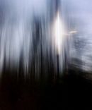 A walk in the woods