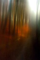Winter Woodscape 12-A-19