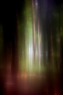 A walk in the woods