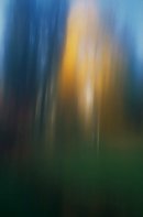 A walk in the woods